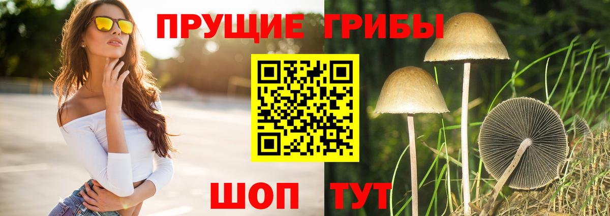Галлюциногенные грибы Psilocybine cubensis Кохма